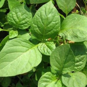Managu Seeds – Giant Night Shade