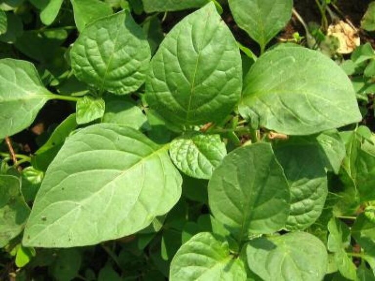 Managu Seeds – Giant Night Shade