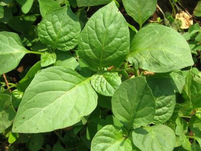 Managu Seeds – Giant Night Shade