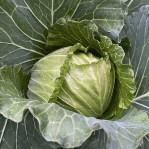 Cabbage Seeds – Copenhagen
