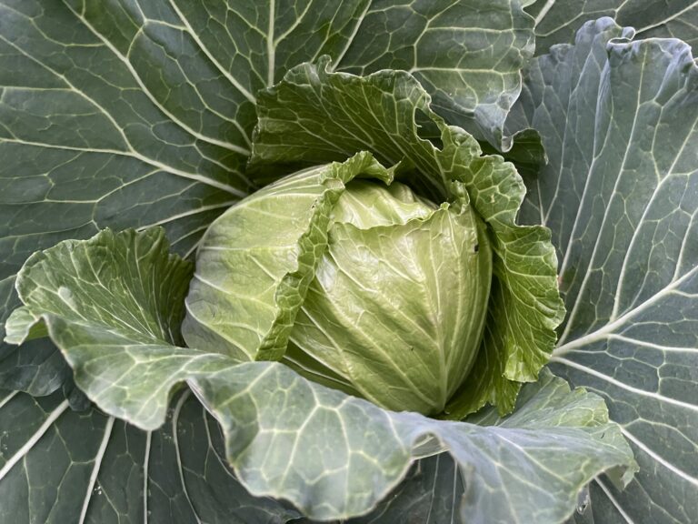 Cabbage Seeds – Copenhagen