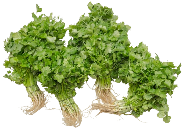 Coriander Seeds – Daima