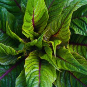 Amaranthus Seeds – Dubious