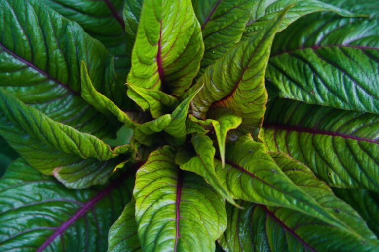 Amaranthus Seeds – Dubious