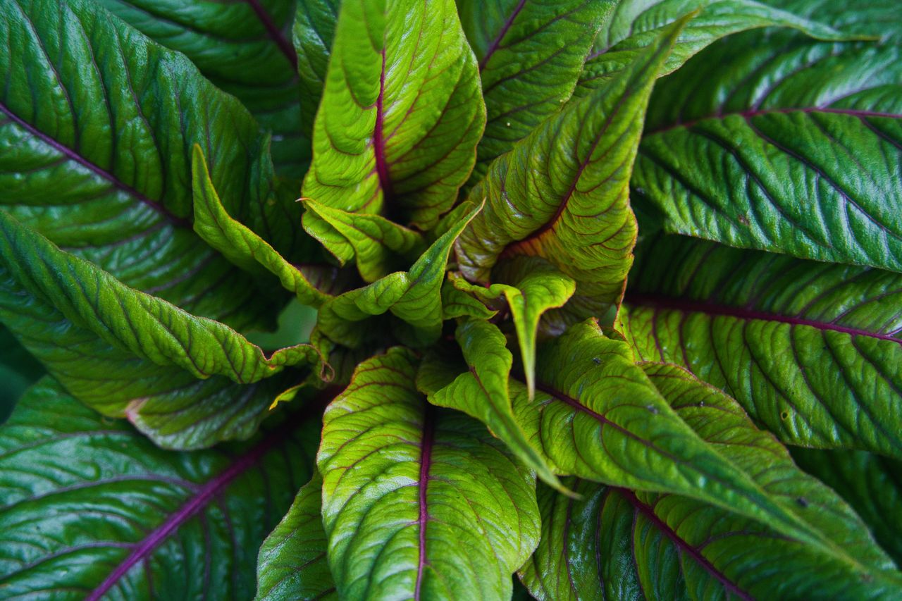 Amaranthus Seeds – Dubious