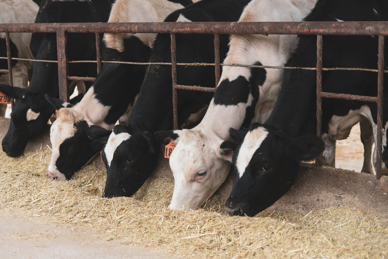 our-mission Holstein cows eating hay in an indoor barn. Captures the essence of dairy farming and livestock care.