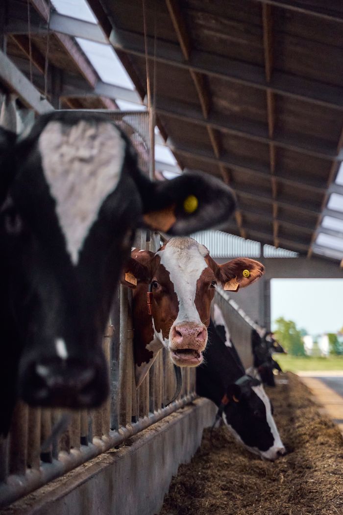 A herd of cows feeding in a barn, showcasing agricultural livestock management.