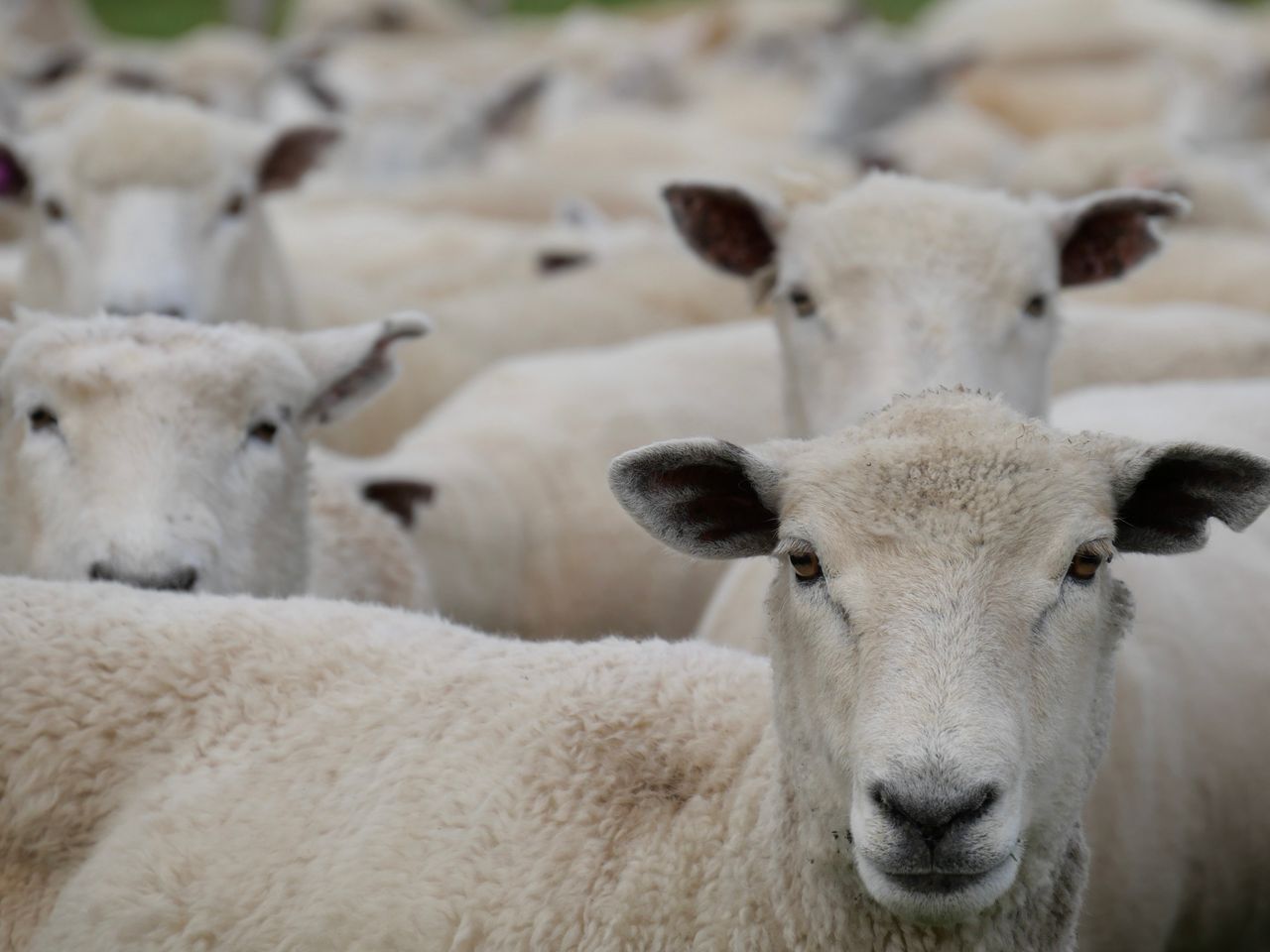 Close-up of sheep gathered together, captured in a pastoral outdoor setting.