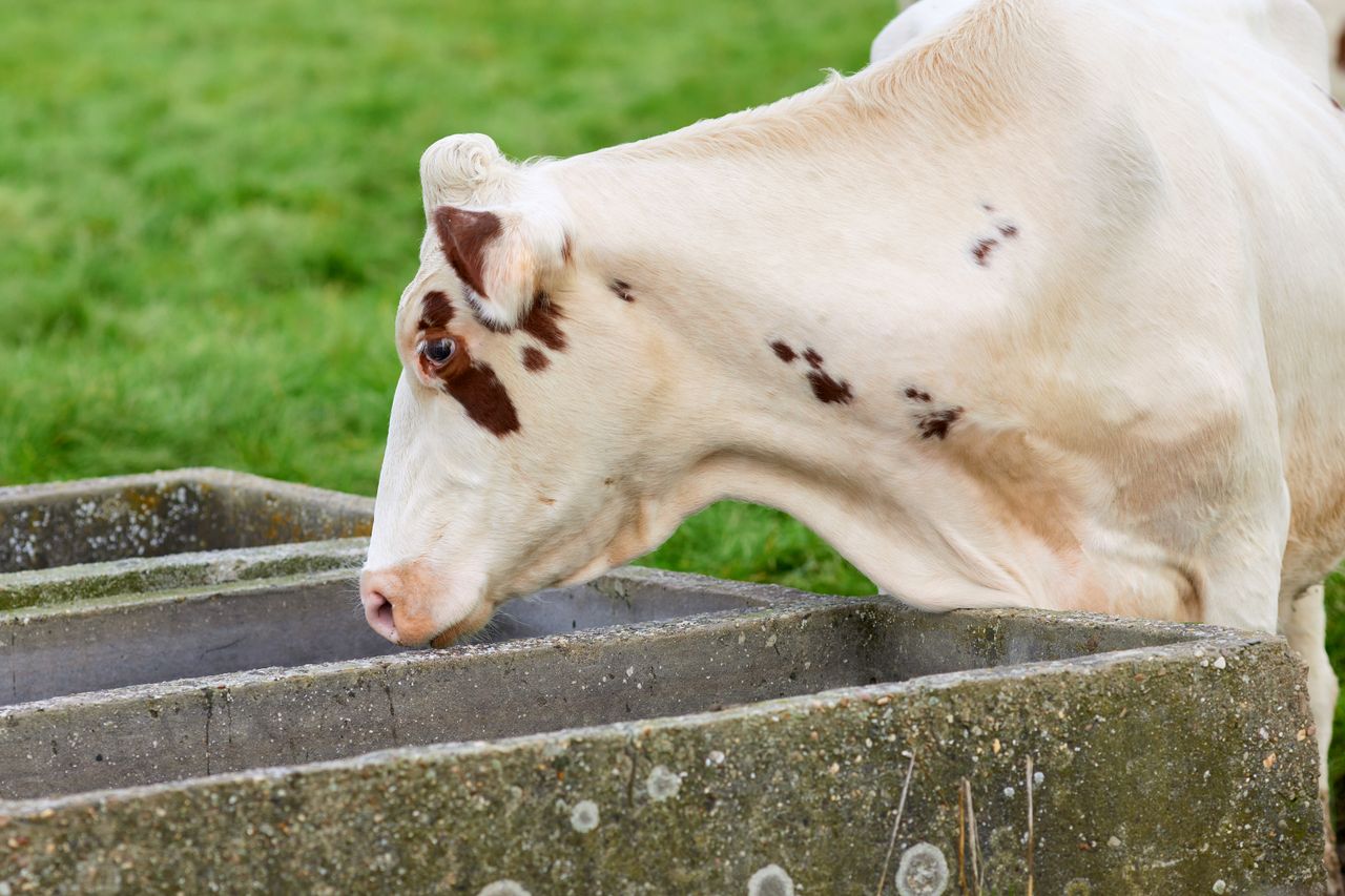 A dairy cow drinks water from a trough in a lush green pasture.