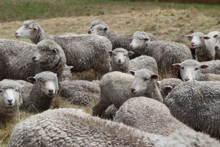 A large group of sheep resting and grazing in a grassy pasture on a cloudy day.