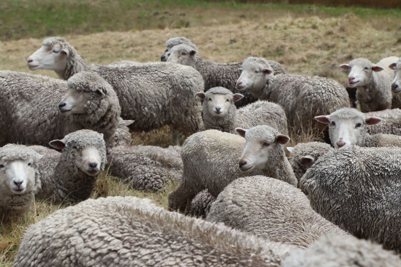 Mastering the First Impression: Your intriguing post title goes here A large group of sheep resting and grazing in a grassy pasture on a cloudy day.