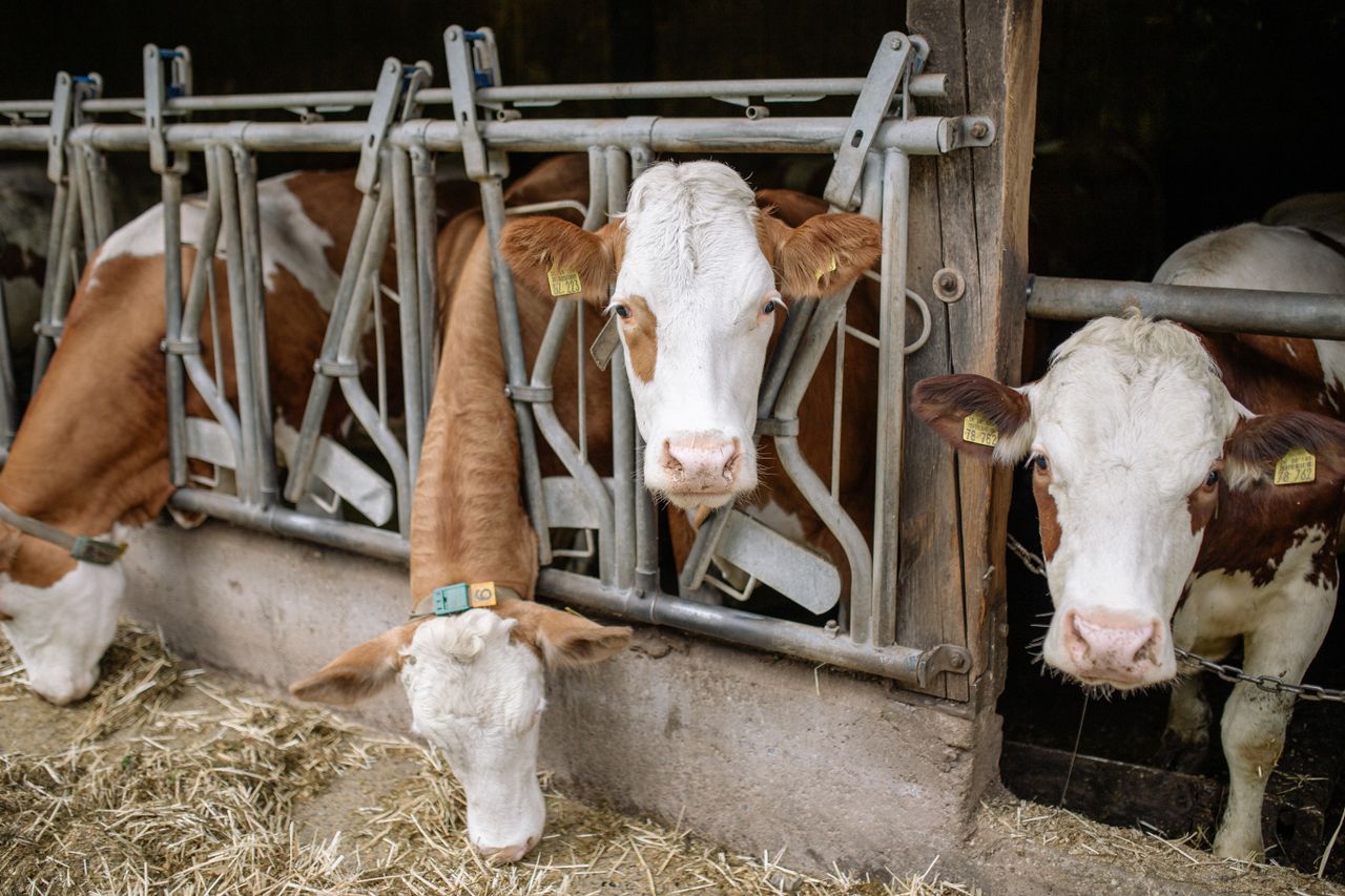 Crafting Captivating Headlines: Your awesome post title goes here Three brown and white cows eating hay in a barn with metal feeding stalls.