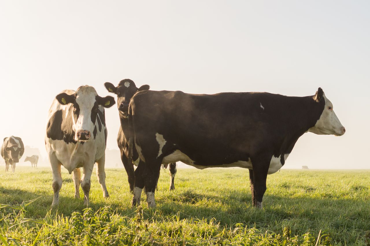 Sunlit scene of Holstein cows grazing in a green, rural pasture.