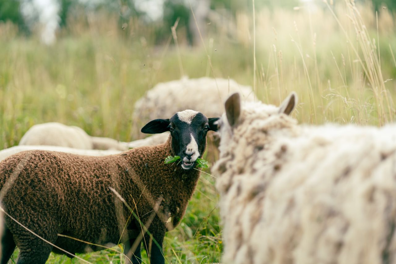 A group of sheep grazing in a lush meadow, showcasing natural pastoral beauty.
